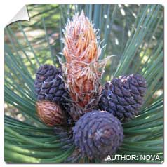 Pinus leucodermis